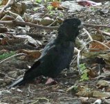 black cockatoo2.jpg