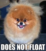 pomeranian.jpg