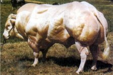 myostatin_003.jpg