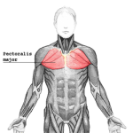 250px-Pectoralis_major.png