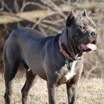 Cane Corso.jpg