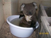 koala3.jpg