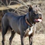 cane corso, full grown.jpg