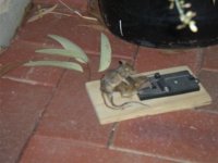 mouse2.jpg