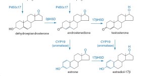 biosynthesis_testicular_steroids.jpg