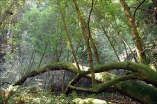 muir-woods-mossy-ferns.jpg