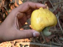 Harvested_cashew.jpg