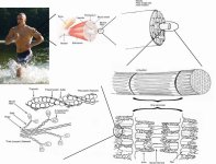 784px-Skeletal_muscle.jpg