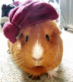 guinea-pig-0174.jpg