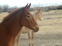 MULES BEING NOISY.JPG