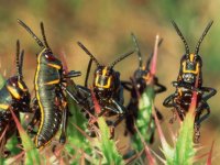 black-grasshoppers.jpg